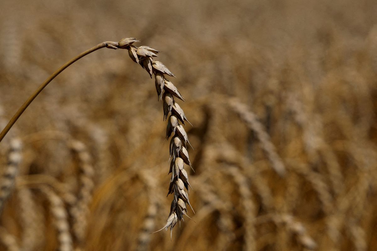 Egypt in talks to replace detained Ukraine wheat cargo, sources say