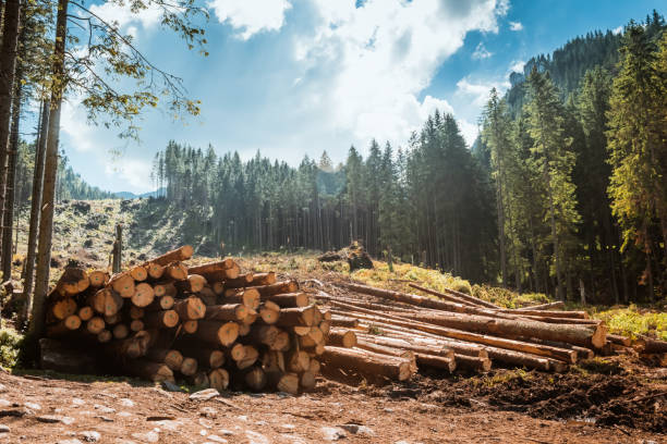 Climate change Logging decline after political change in Brazil, Colombia