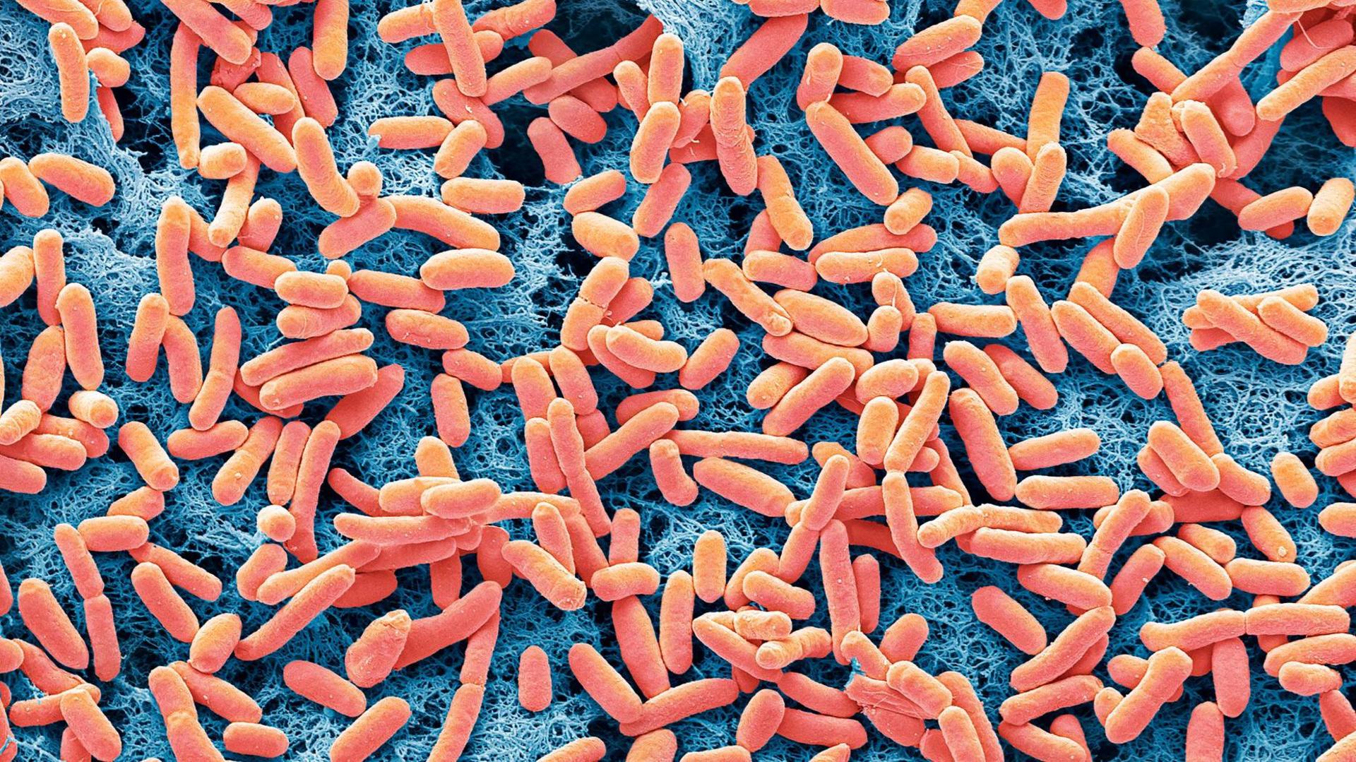 Dozens of E.coli bacteria under a microscope, looking like red capsules