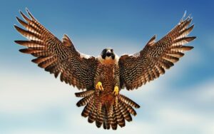 Falcon crowned Bird of the Year in New Zealand