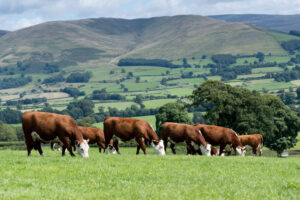 Life-threatening botulism disease found in cattle in UK
