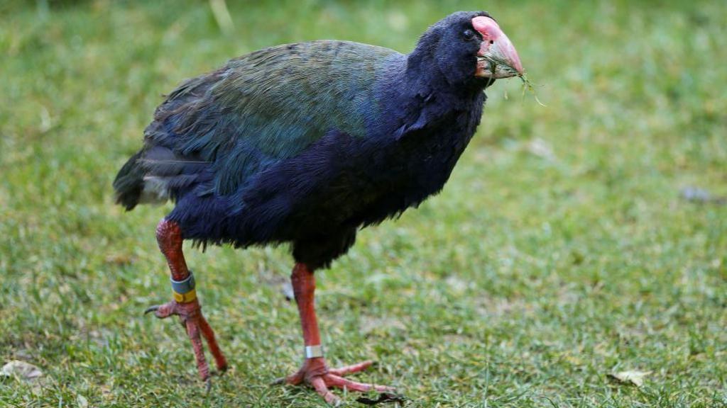 A takahe looks on during a visit to Zealandia ecosanctuary on July 25, 2017 in Wellington