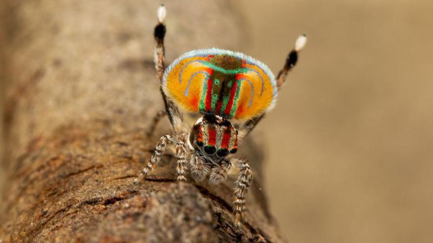 This spider is on a branch with two legs in the air. It has a bright orange abdomen with green and red markings