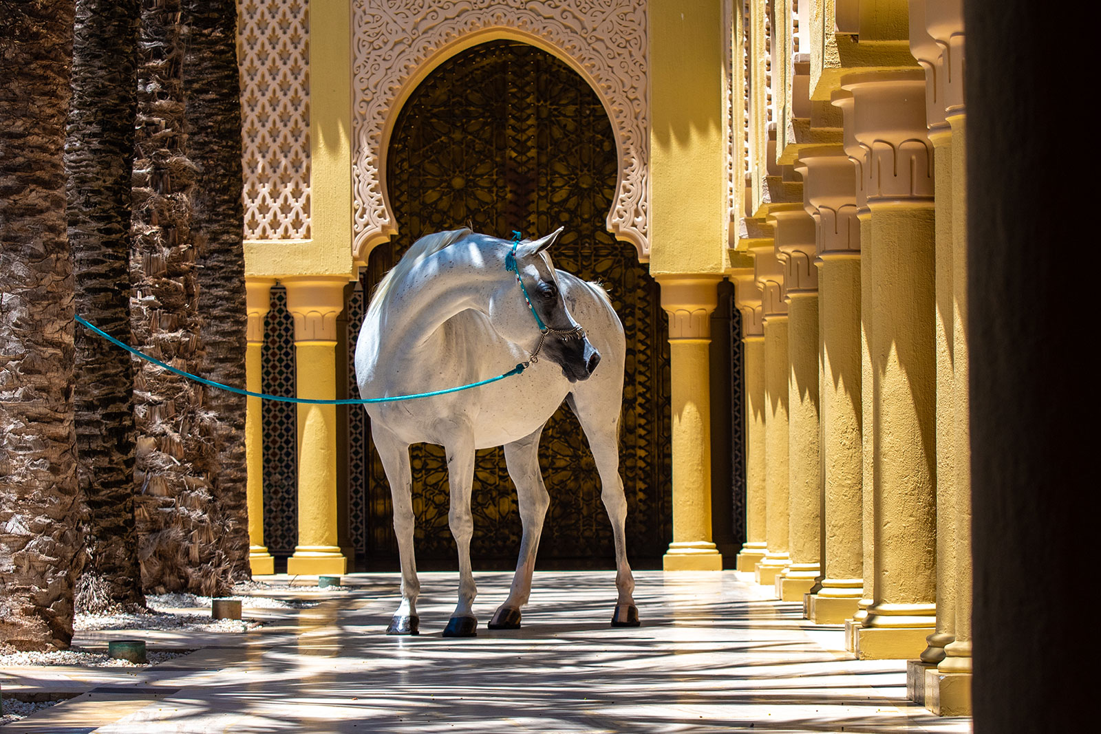 Morocco hosts third round of the UAE World Cup for Arabian Horse Beauty